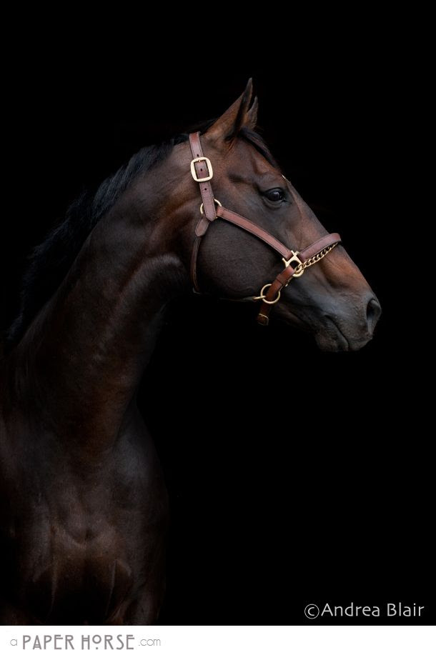 "I am still under the impression that there is nothing alive quite so beautiful as a thoroughbred horse." - John Galsworthy
