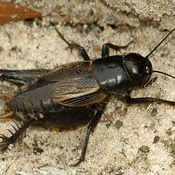 Camel crickets often hide during the day, but you can tell you have a large population when they smear frass all over your walls. How To Kill Crickets And Grasshoppers