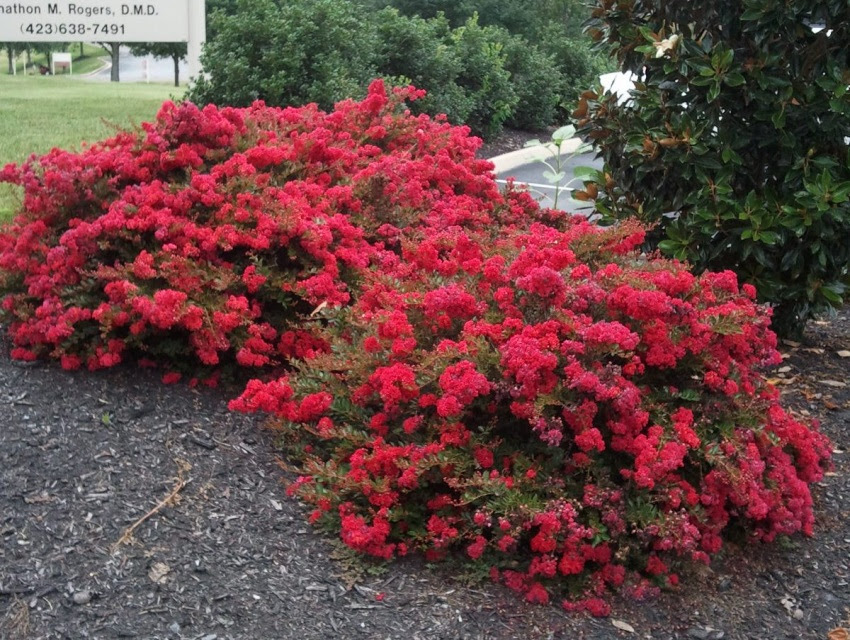 Whether planted as a singular specimen, a privacy screen, or a graceful, welcoming duo at an entranceway, the elegant, bold, brightly welcoming crape. Red Crape Myrtles Available As Miniatures Dwarves Medium Height Or Standard Trees