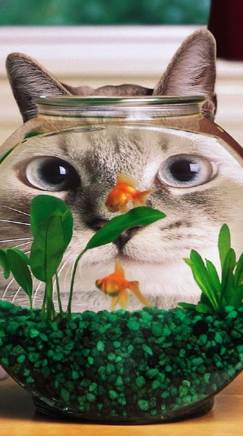 75 癒し系 壁紙 Iphone 美しい花の画像