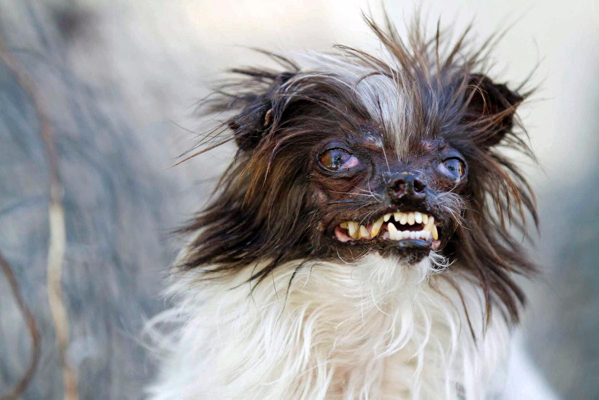 画像をダウンロード 犬 ぶさいく 3319 犬 ブサイク Jokwolujossjp