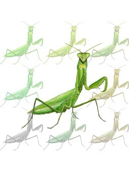 すべての動物の画像 最新カマキリ イラスト リアル