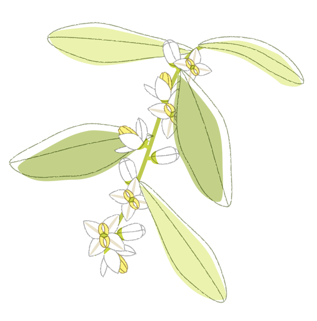 ロイヤリティフリーオリーブ 花 イラスト すべての美しい花の画像