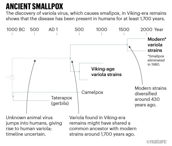 Timeline illustration of the branches of variola strains