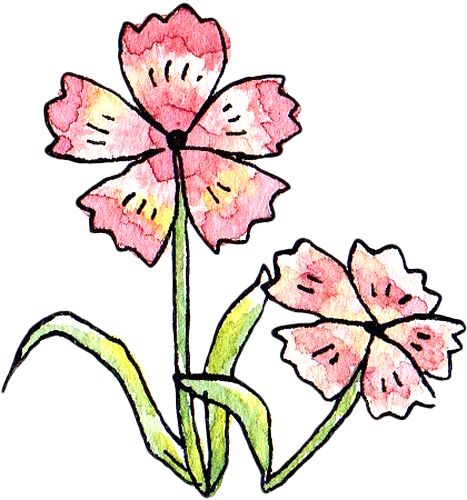 最高のなでしこ 花 イラスト すべての美しい花の画像