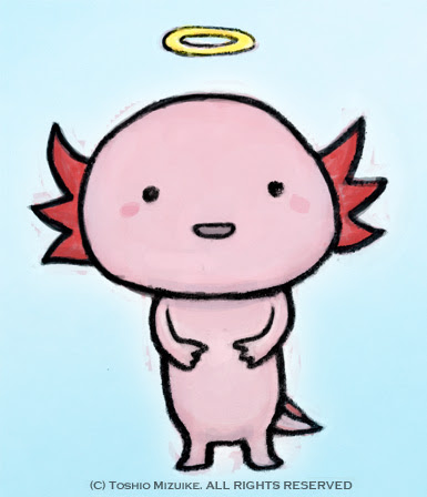 Muryopngjprddyx 最も欲しかった ウーパールーパー イラスト ウーパールーパー イラスト かわいい