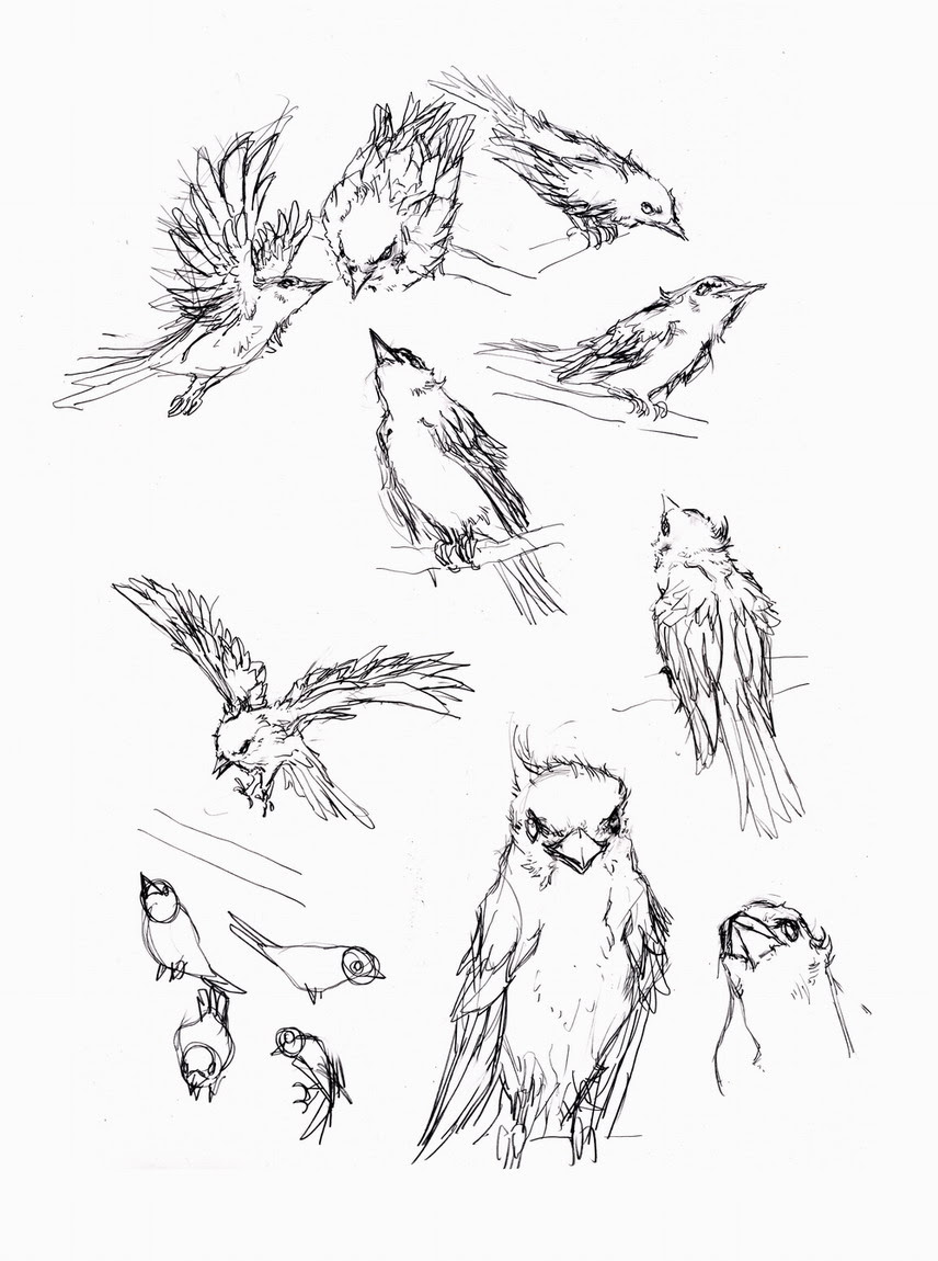 Jpsaepicttxli ベストコレクション リアル 鳥 イラスト 書き方