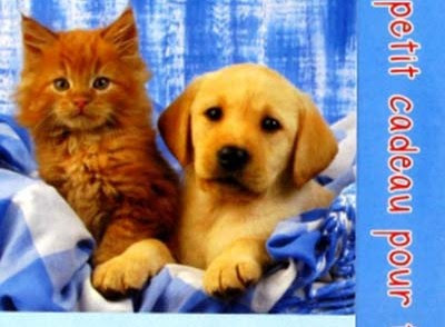 Carte Anniversaire Animaux Cartes Fiolazoezoey Blog