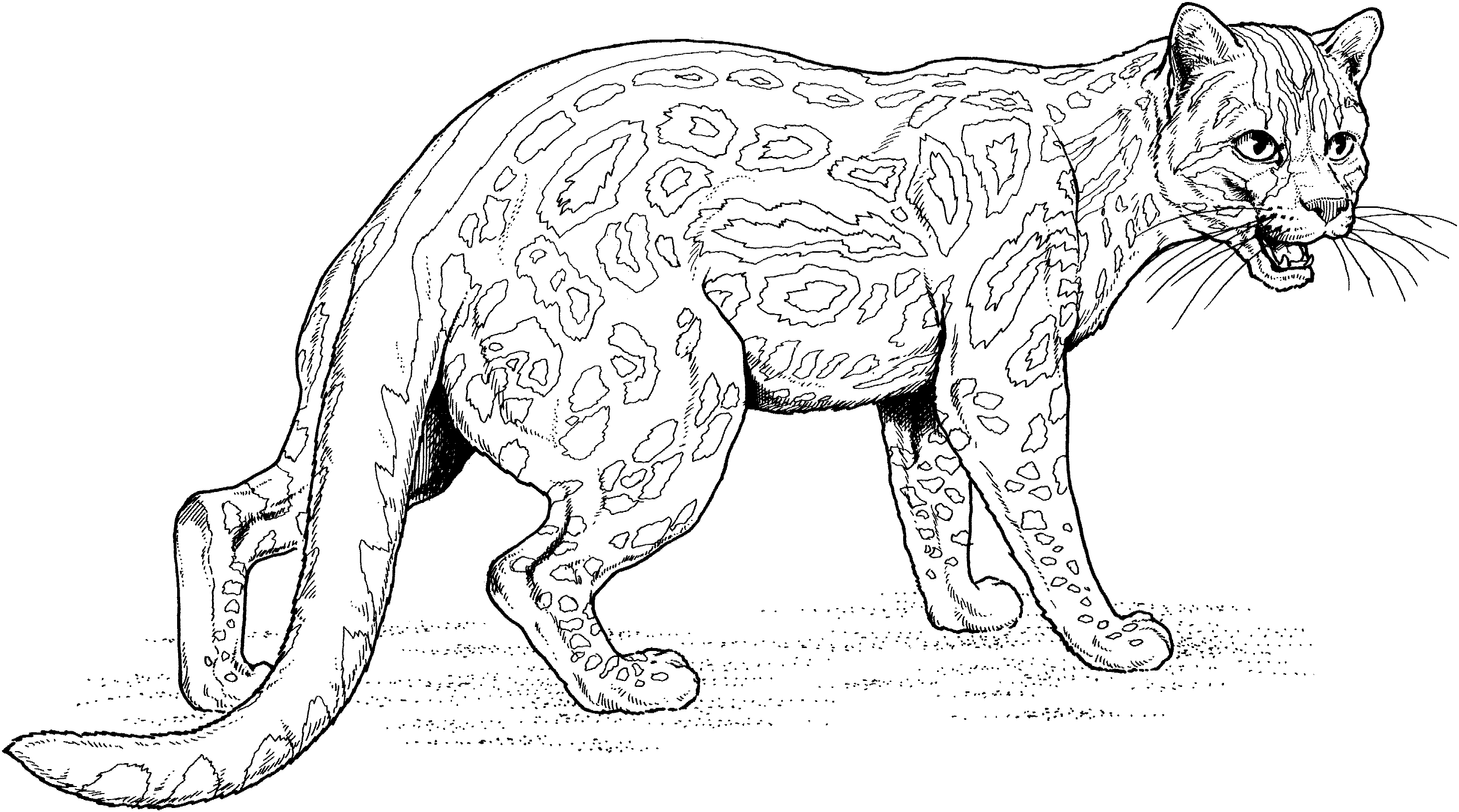 Mar 7 2018 explore nunya buznez s board big cat coloring pages on pinterest. Big Cat Coloring Pages