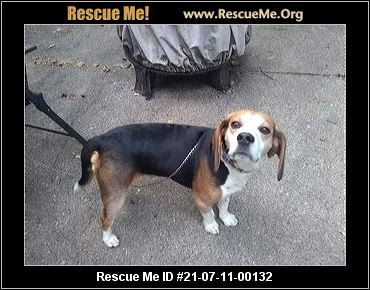We work to piace dogs into safe ioving homes with responsibie new owners. Ohio Beagle Rescue Adoptions Rescue Me