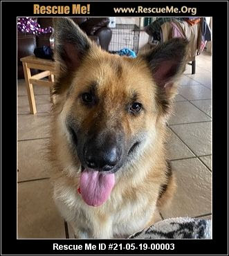 Dogs in our program are in foster homes (private homes of volunteers) and treated like one of our own. Texas German Shepherd Rescue Adoptions Rescue Me