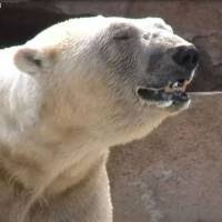 Urgence pour Raspoutine, l'ours polaire enfermé à Marineland, sur la côte d'Azur. 