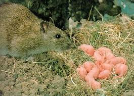 HUG: How to get rid of groundhogs under your shed