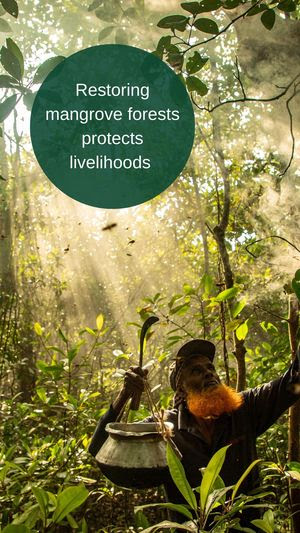 Man collecting honey from bees in mangrove forest. 