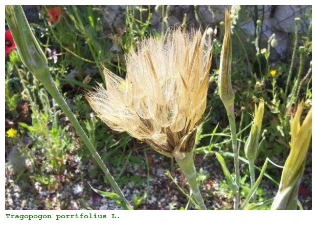 Tragopogon porrifolius L.