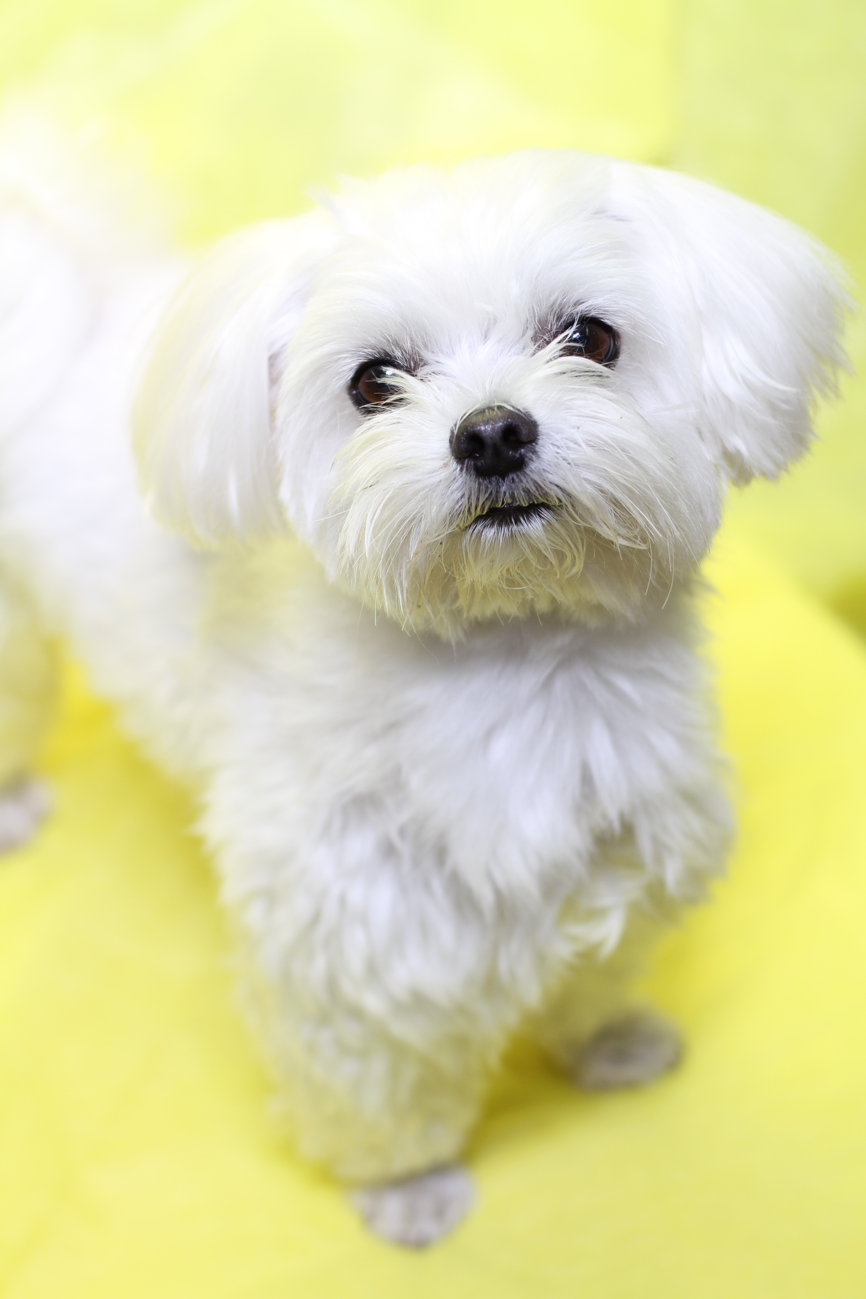 すべての美しい花の画像 ユニーク白い ふわふわ 犬 名前