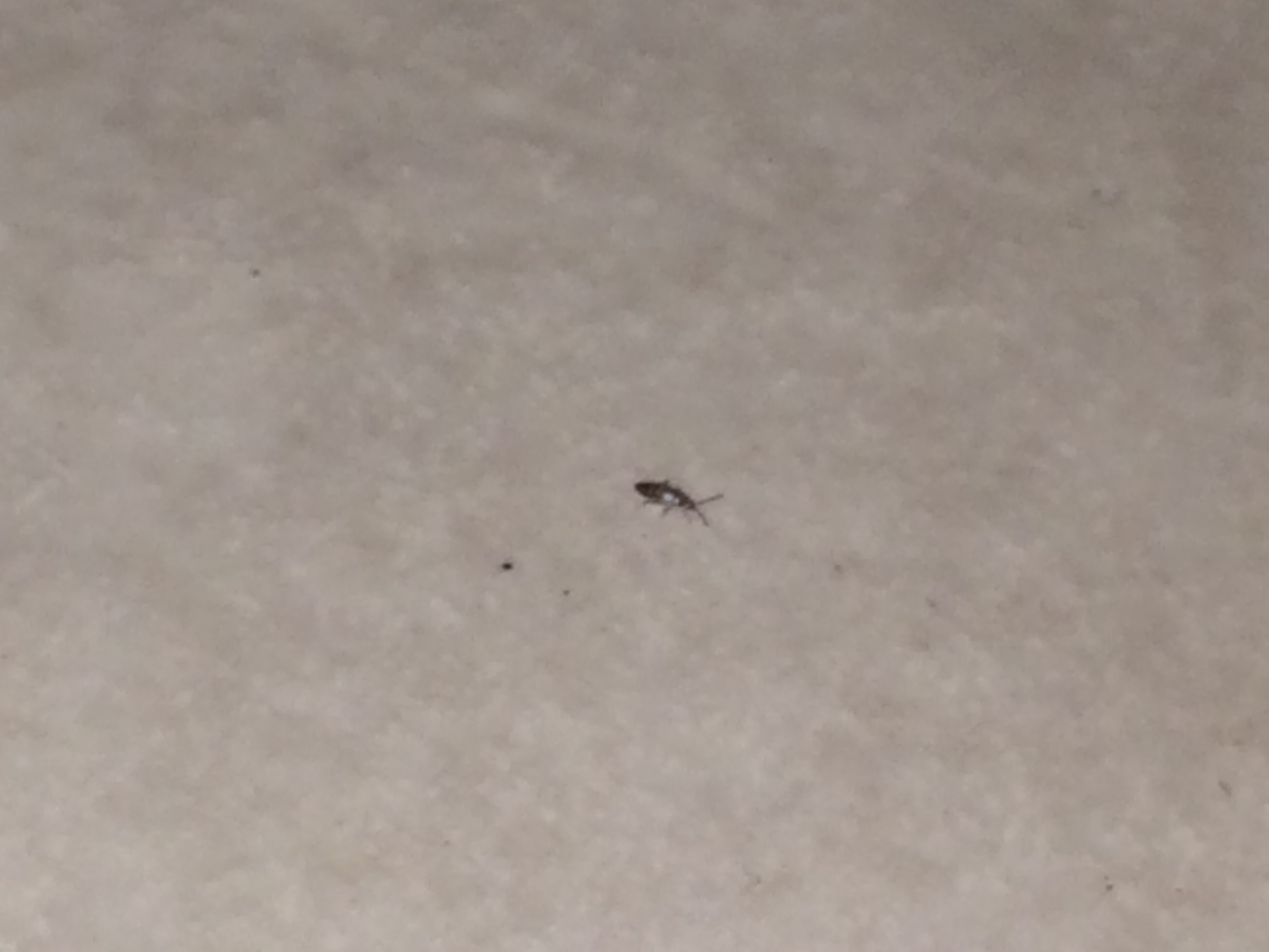 They are no bigger than the size of a pinhead. Tiny Bugs In Kitchen