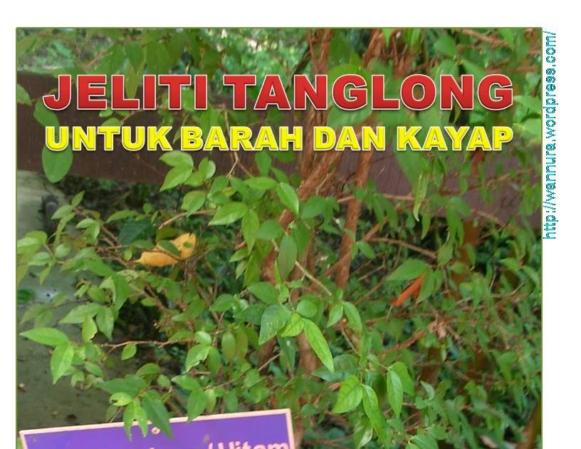 Ubat Kayap Kampung - Rawatan m