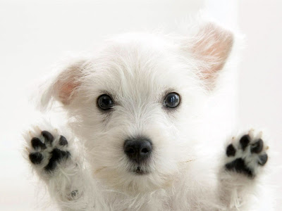 √100以上 かわいい動物 壁紙 820506-壁紙 無料 かわいい動物