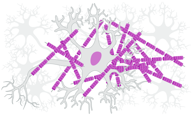 Amyloid beta