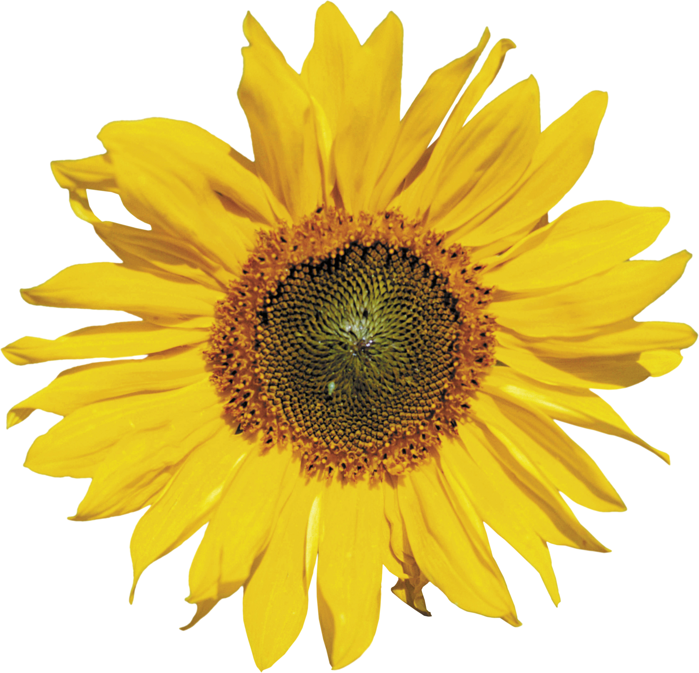 Download flowers pictures - Royalty Free Sun Flower Picture Png