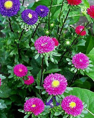 美しい花の画像 ベスト50 きく 花 言葉