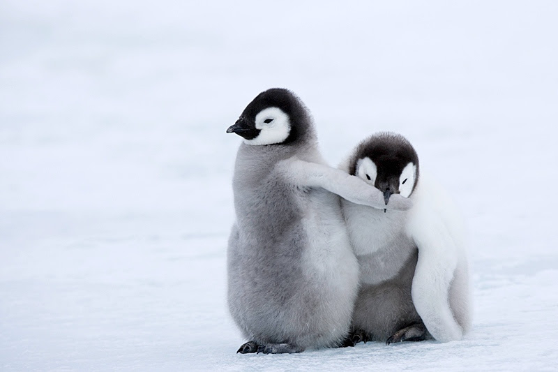これまでで最高のペンギン 可愛い 最高の動物画像