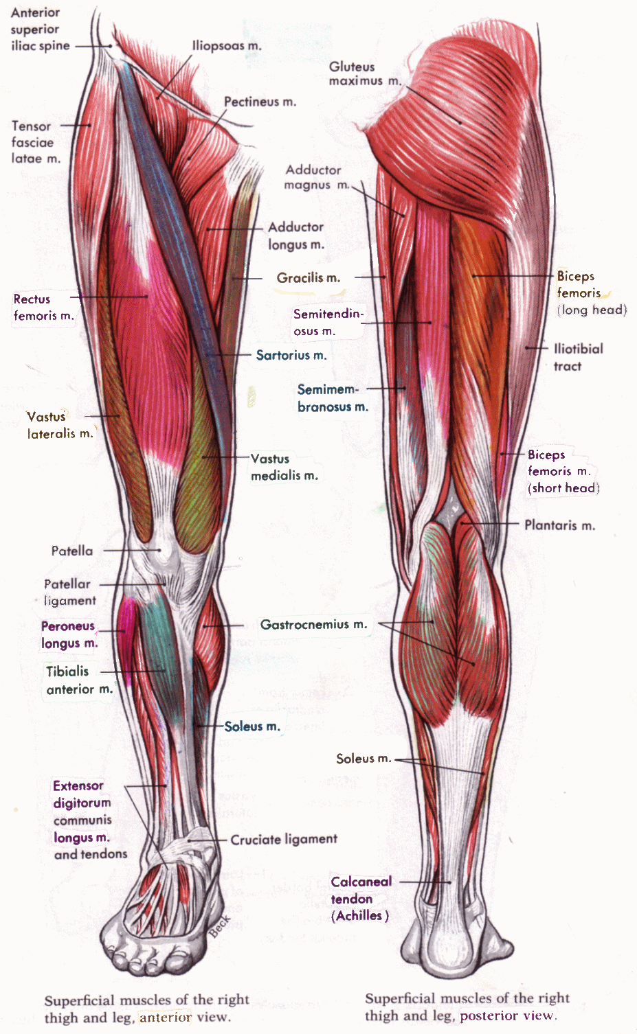 Upper Leg Muscles And Tendons Muscles Of The Leg And Foot Classic Human Anatomy In 15 02 2018 The Upper Leg In Particular Is Comprised Of Bones And Muscles