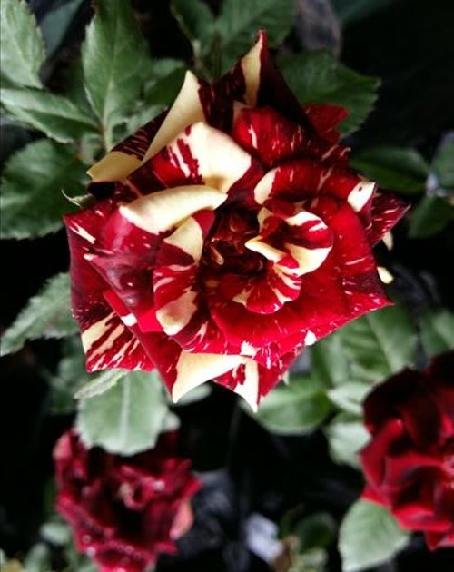 35 Bunga  Mawar  Batik
