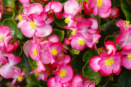 Flores Que Gostam De Sombra E Florescem O Ano Todo