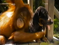 Here's why we're drawn to 'unlikely' animal friendships