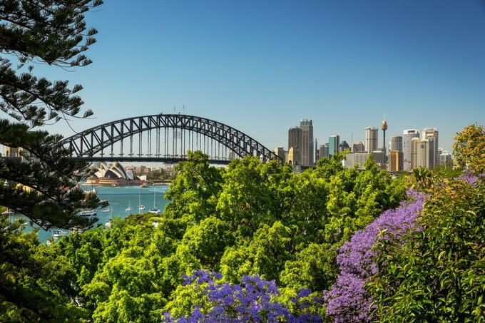 Mùa phượng tím rực rỡ ở Sydney