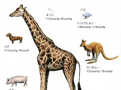 ず から 始まる 動物 102686-ず から 始まる 動物