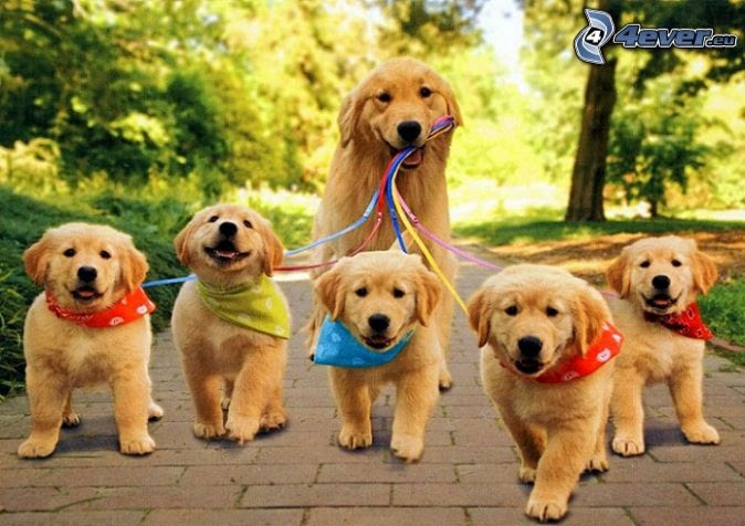 If you are looking to adopt or buy a golden retriever take a look here! Golden Retriever Puppies San Francisco Bay Area Discovery The Best Dog Trainer Every Dog Deserves A Great Trainer