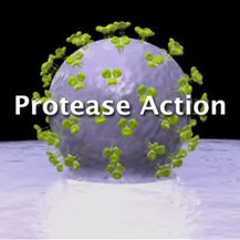 Protease Inhibitors Animation
