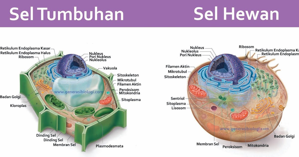 Struktur Jaringan  Hewan  Dan  Tumbuhan  Beserta  Fungsinya 