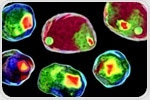 Using Flow Cytometry to Look at Paracrine Signaling