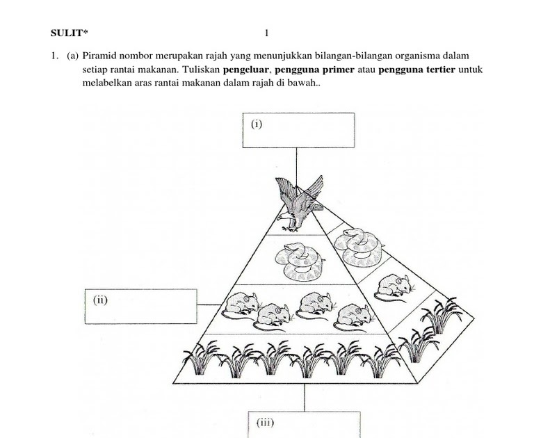 Contoh Soalan Rantai Makanan - Persoalan n