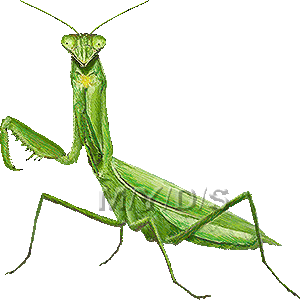 すべての動物の画像 最新カマキリ イラスト リアル