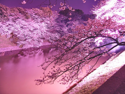桜 イラスト 綺麗 壁紙 の最高のコレクション 全イラスト集