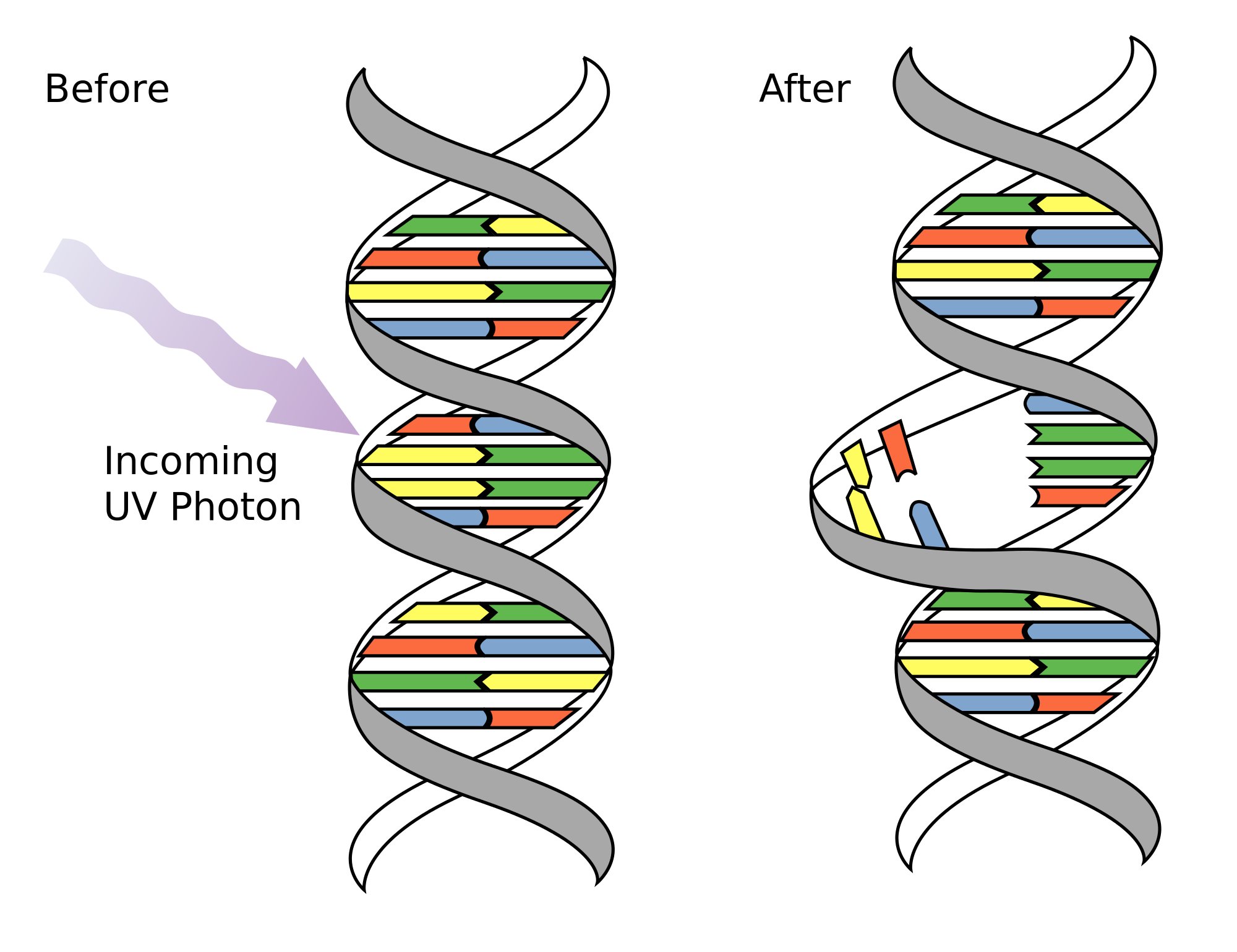 Alternatively, of course, you could well get a code for a different amino acid or even a stop codon. Mutations Lessons Blendspace
