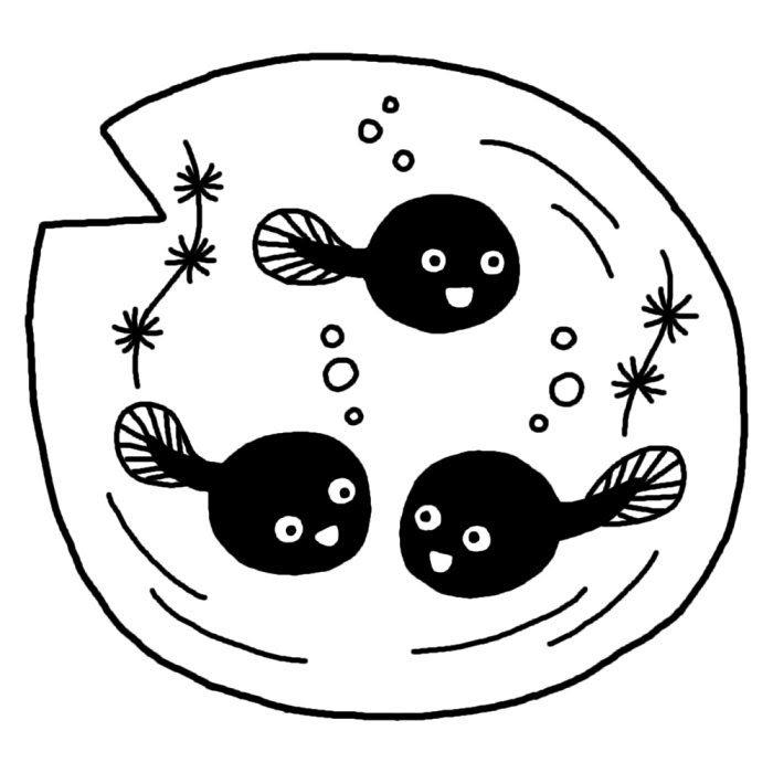 美しい花の画像 新鮮なおたまじゃくし イラスト 白黒
