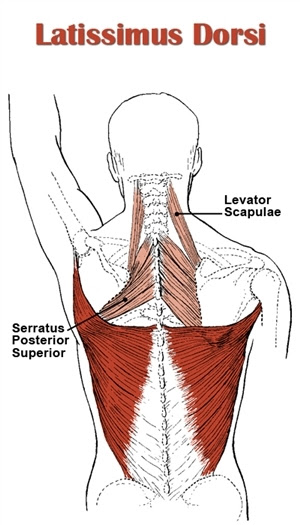 When these muscles contract, they elevate the pectoral girdle (as in shrugging) and move the scapula medially. Back Anatomy All About The Back Muscles