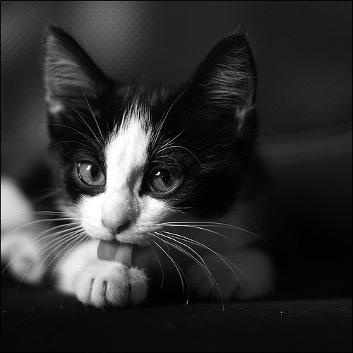 これまでで最高の猫 おしゃれ 壁紙 最高の花の画像