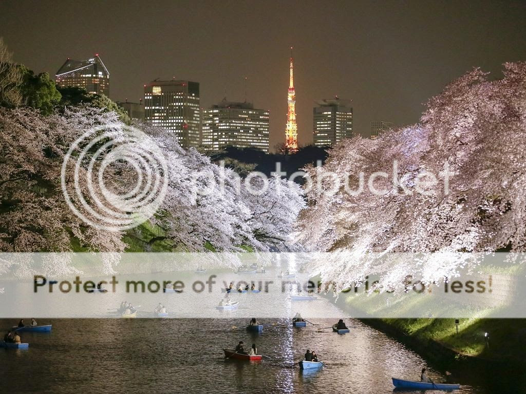 Nhiều người chèo thuyền ngắm hoa anh đào nở rực rỡ về đêm trên dòng kênh Chidorigafuchi ở Tokyo.