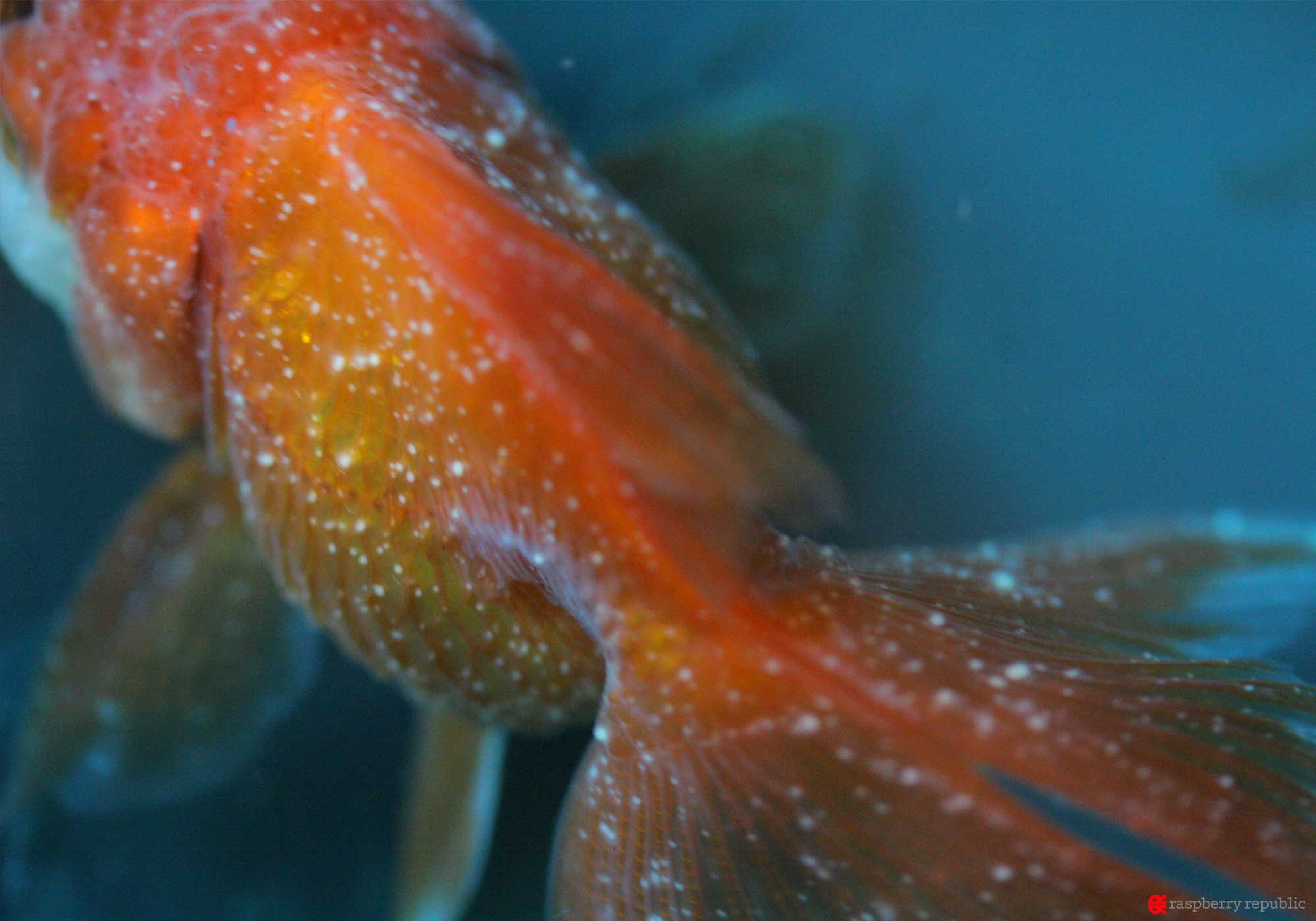 無料印刷可能白い 金魚 最高の花の画像