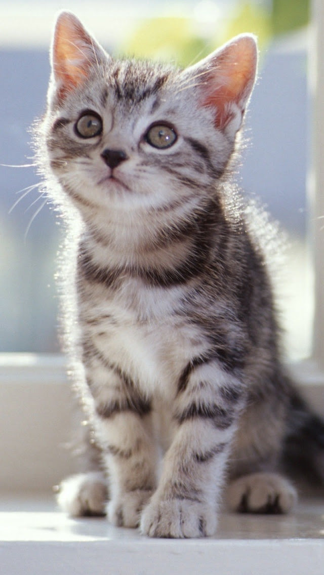 ラブリーかわいい Iphone 壁紙 猫 最高の花の画像