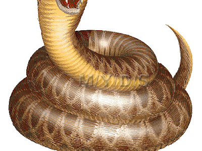 Jozpictsiqdvf 最も選択された 蛇 イラスト リアル 蛇 イラスト リアル 描き方