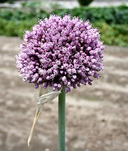 25 にんにく 花 3042 にんにく 花言葉