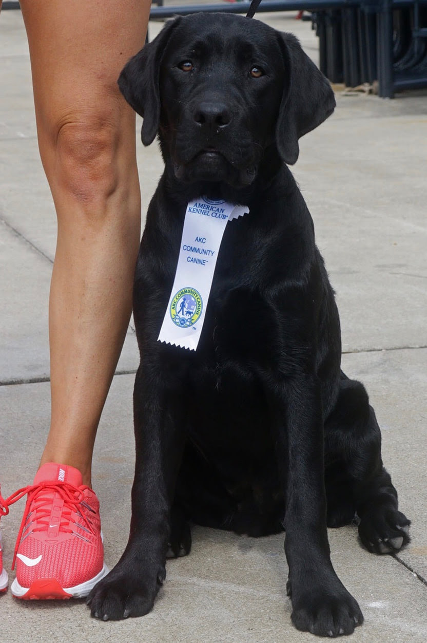 North carolina is the 10th most populous state in the nation, being home to almost 10 million americans. Ethereal Labradors Home